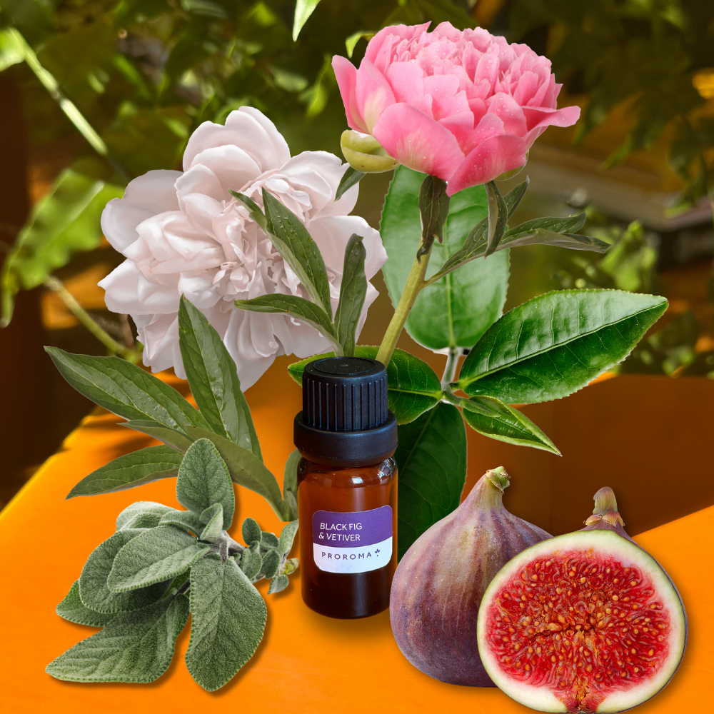 Black Fig & Vetiver Fragrance Oil