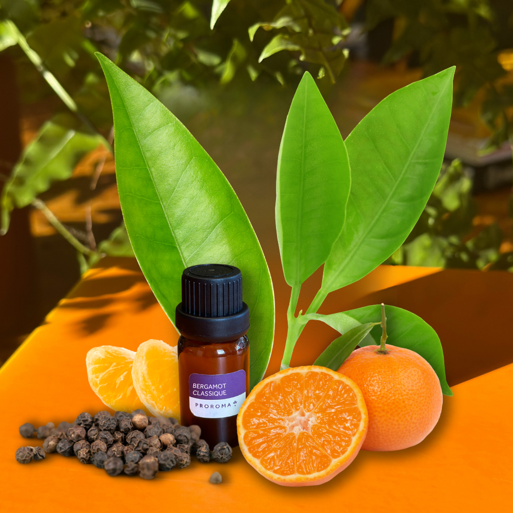 Bergamot Classique Fragrance Oil